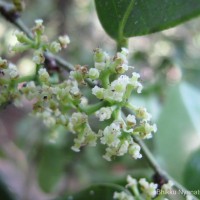 Tetrastigma nilagiricum (Miq.) B.V.Shetty